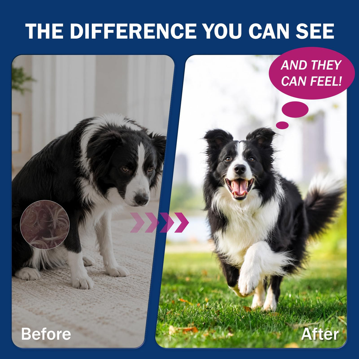 Dogs Dewormer for Tapeworms F657384