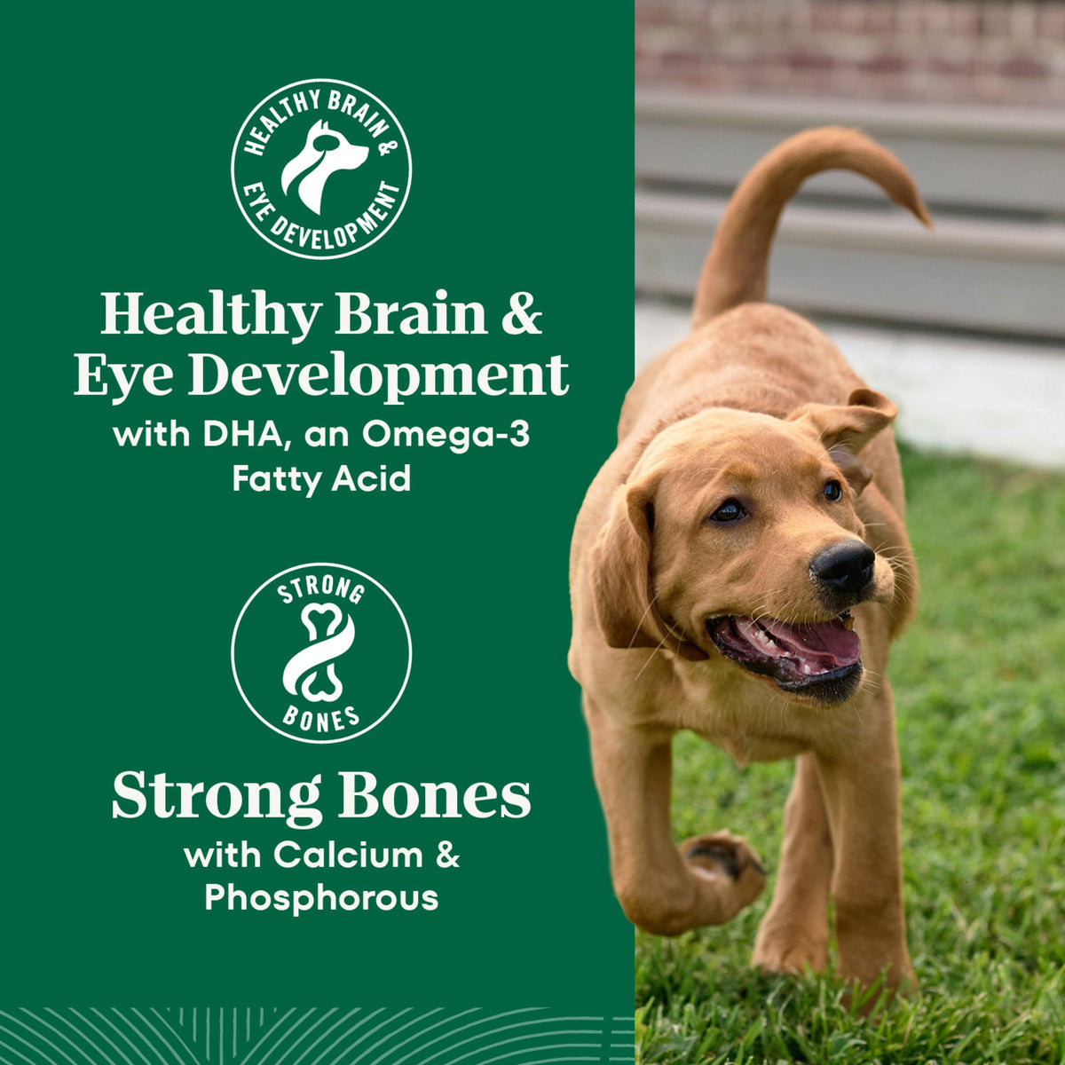 Puppy Dry Dog Food Chicken & Brown Rice 5 lb M979764